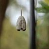 Олово инлайн KORDA Solidz Inline Lead | CARPMOJO.com
