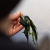 Олово за маркер KORDA Grapple Lead 4oz 2бр. | CARPMOJO.com
