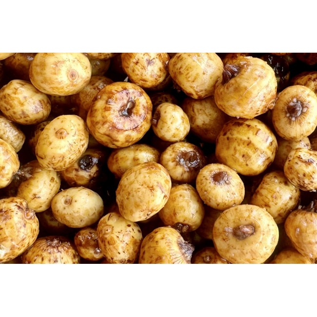 Тигров фъстък MIVARDI Tigernut 2.5kg | CARPMOJO.com