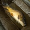 Люлка FOX Carpmaster Welded Cradle | CARPMOJO.com