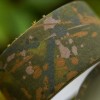 Камофлажна самозалепваща лента OMC Splash Camo 10m | CARPMOJO.com