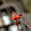 Изкуствени червеи OMC Revibed Bloodworm Tippers 20бр. | CARPMOJO.com