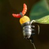 Изкуствени червеи OMC Tweakers Maggot Boomerangs 10бр. | CARPMOJO.com